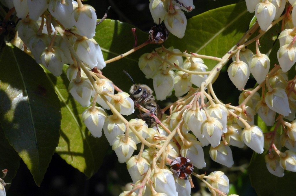 bee-andromeda-blossoms