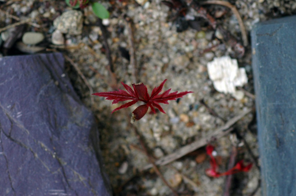 Japanese Maple Seedling