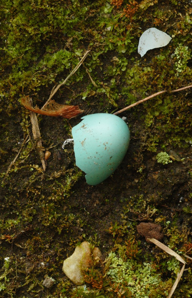 Robin's Egg in Moss