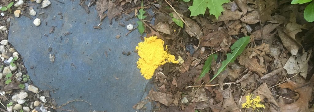 Yellow Fungus