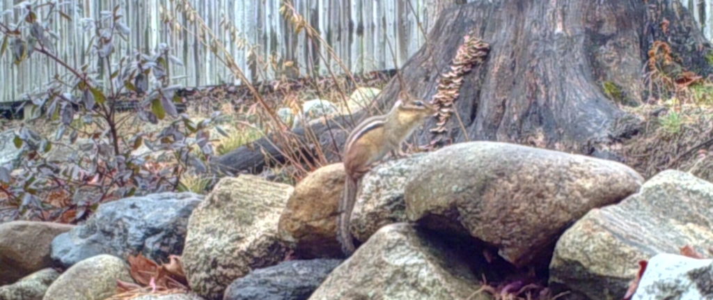 Eastern Chipmunk on Rock Wall