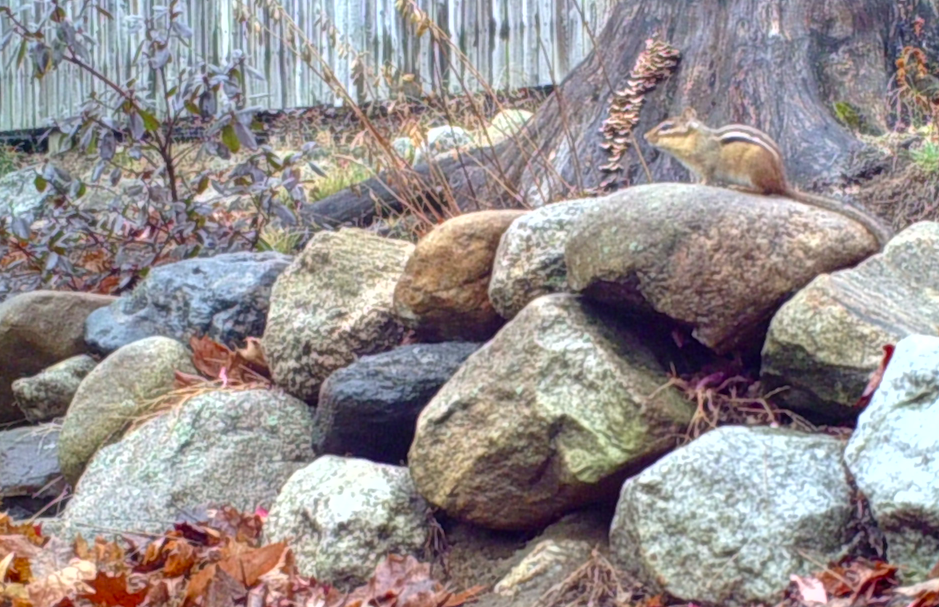 Chipmunk on stone wall